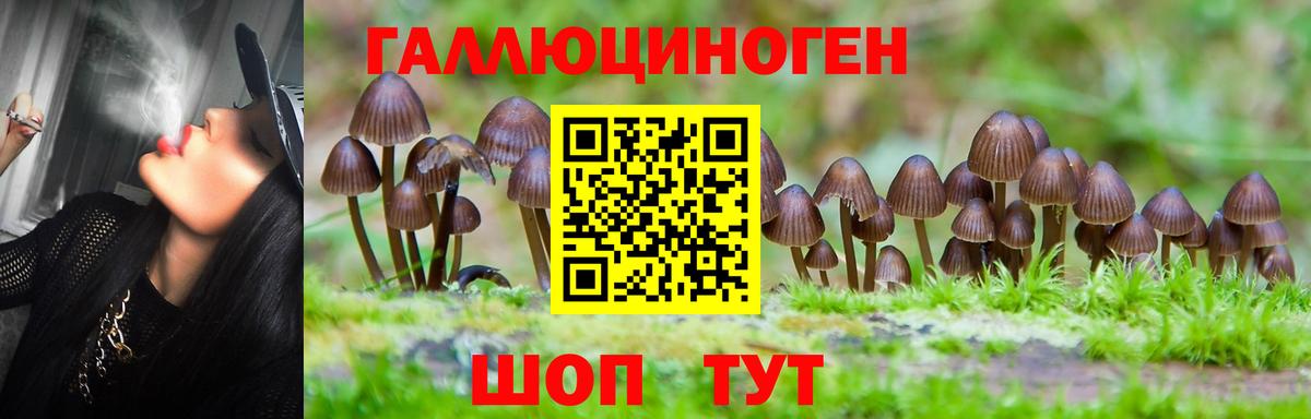 Псилоцибиновые грибы Psilocybe Кондопога